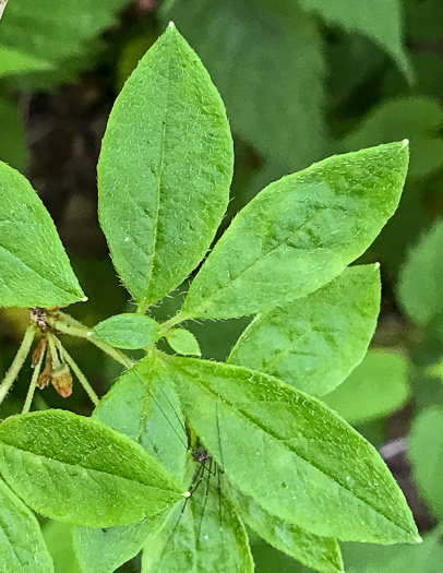 image of Rhododendron pilosum, Minniebush