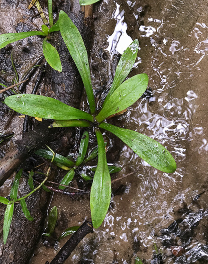 image of Sagittaria fasciculata, Bunched Arrowhead