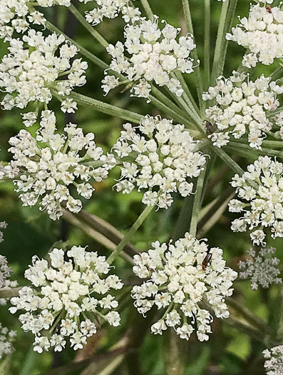 image of Angelica venenosa, Hairy Angelica, Downy Angelica, Deadly Angelica, Woodland Angelica