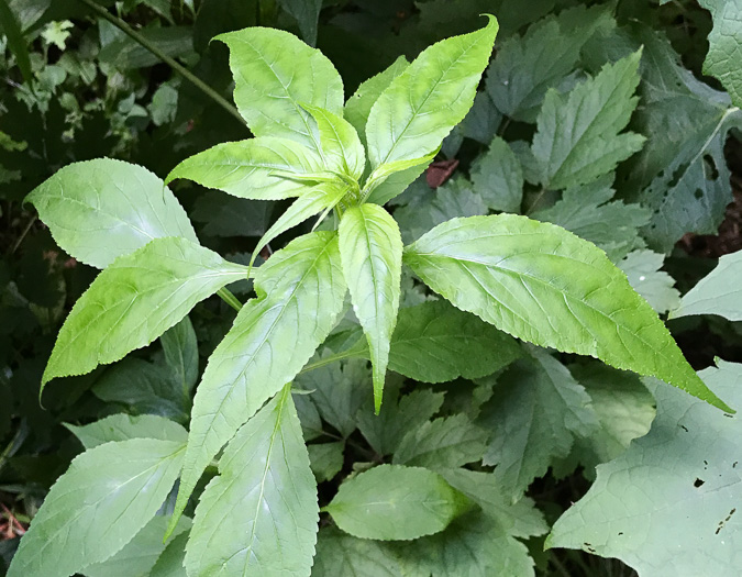 image of Campanulastrum americanum, Tall Bellflower