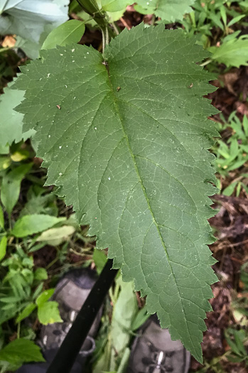 image of Scrophularia marilandica, Eastern Figwort, Carpenter's Square, Late Figwort