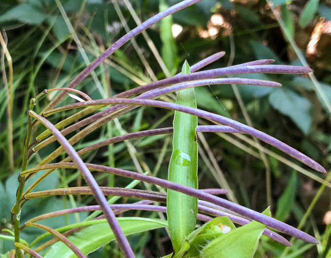 image of Borodinia missouriensis, Missouri Rockcress