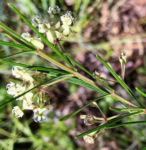 image of Asclepias verticillata, Whorled Milkweed, Narrowleaf Milkweed