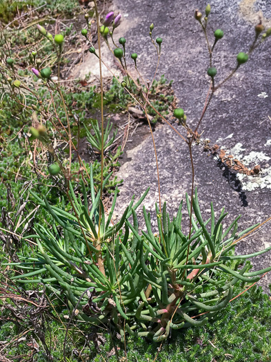 image of Phemeranthus teretifolius, Appalachian Fameflower, Appalachian Rock-pink, Rock Portulaca, Quill Fameflower