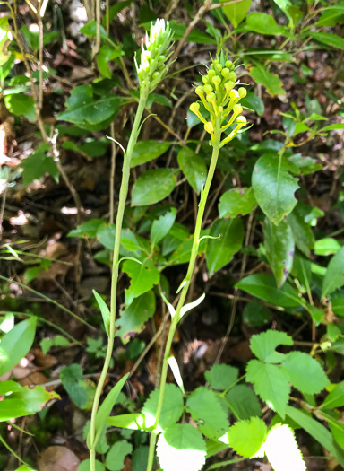 image of Platanthera ciliaris, Yellow Fringed Orchid