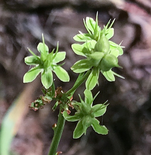 image of Amianthium muscitoxicum, Fly-poison