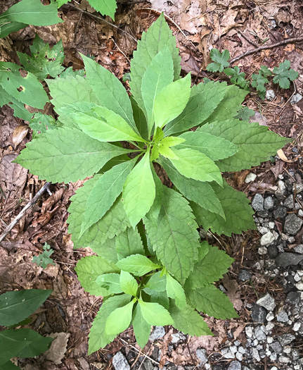 image of Eutrochium purpureum var. purpureum, Purple-node Joe-pye-weed, Sweet Joe-pye-weed