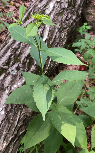 image of Coreopsis latifolia, Broadleaf Coreopsis, Broadleaf Tickseed