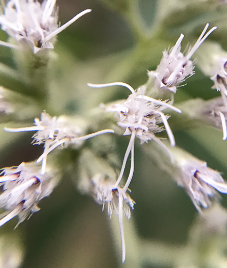 image of Eupatorium sessilifolium var. sessilifolium, Upland Boneset, Sessile-leaf Eupatorium