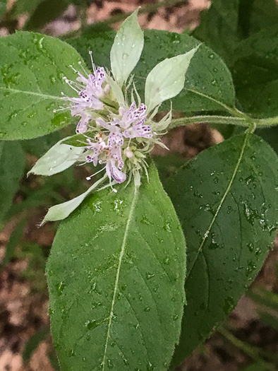 Appalachian Mountain-mint