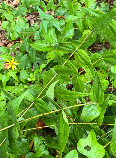 image of Helianthus divaricatus, Woodland Sunflower, Spreading Sunflower