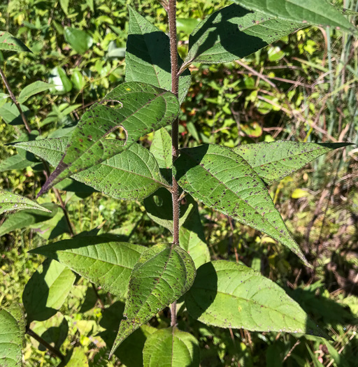 Helianthus hirsutus, Hairy Sunflower, Rough Sunflower