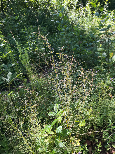 image of Agalinis tenuifolia, Common Gerardia, Slenderleaf Agalinis, Slender False Foxglove, Slender Gerardia