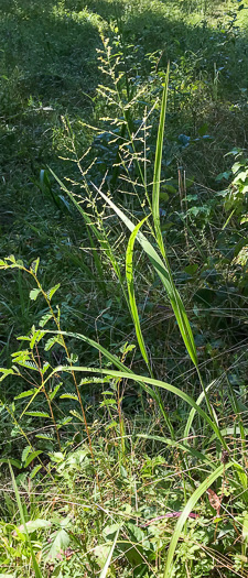 image of Coleataenia anceps ssp. anceps, Beaked Panicum, Beaked Panicgrass