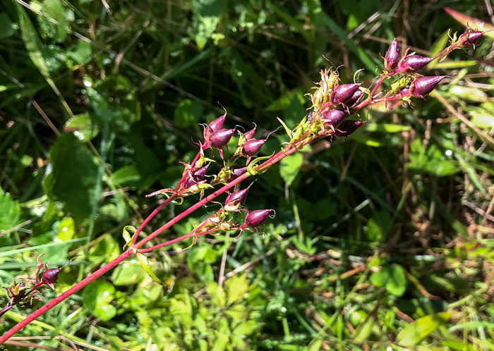 image of Penstemon laevigatus, Smooth Beardtongue, Eastern Beardtongue, Eastern Smooth Beardtongue