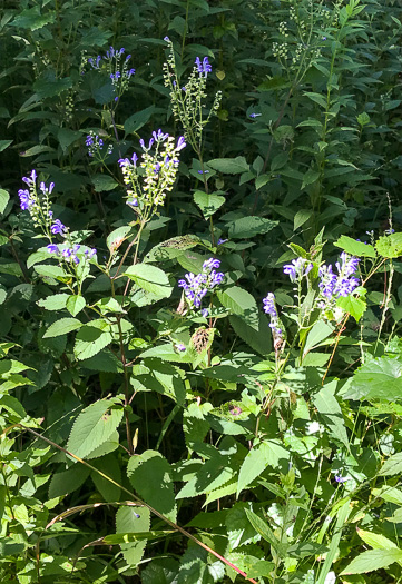 image of Scutellaria incana var. punctata, Hoary Skullcap, Downy Skullcap