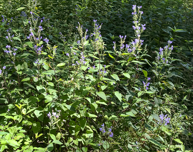 image of Scutellaria incana var. punctata, Hoary Skullcap, Downy Skullcap