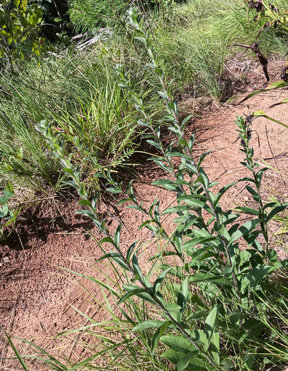 image of Chrysopsis mariana, Maryland Goldenaster