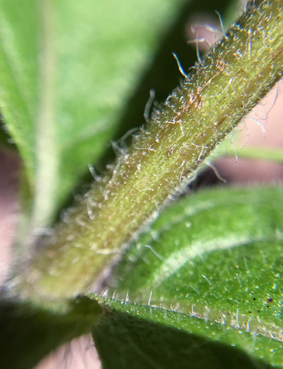 image of Eupatorium album, White Boneset, White-bracted Thoroughwort, White Thoroughwort, White Eupatorium