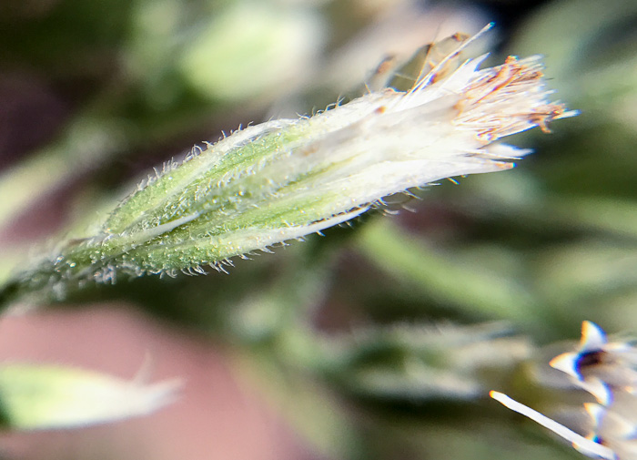 image of Eupatorium album, White Boneset, White-bracted Thoroughwort, White Thoroughwort, White Eupatorium