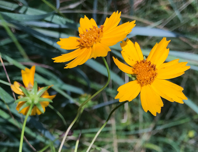 image of Coreopsis sp. [Glassy Mtn HP], a puzzling Coreopsis [Glassy Mtn HP]