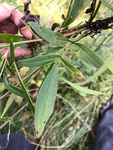 image of Coreopsis sp. [Glassy Mtn HP], a puzzling Coreopsis [Glassy Mtn HP]