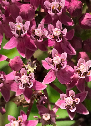 image of Asclepias incarnata var. pulchra, Eastern Swamp Milkweed