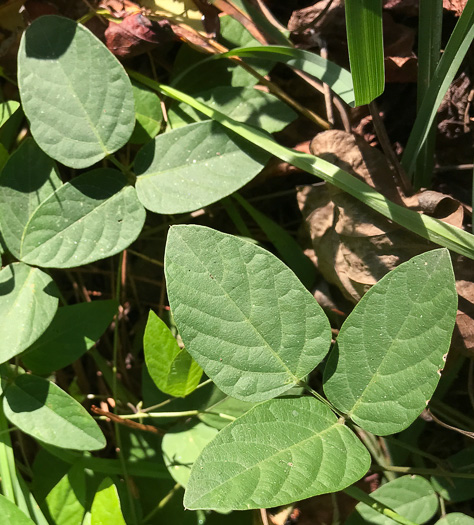 image of Centrosema virginianum var. virginianum, Climbing Butterfly-pea, Spurred Butterfly-pea