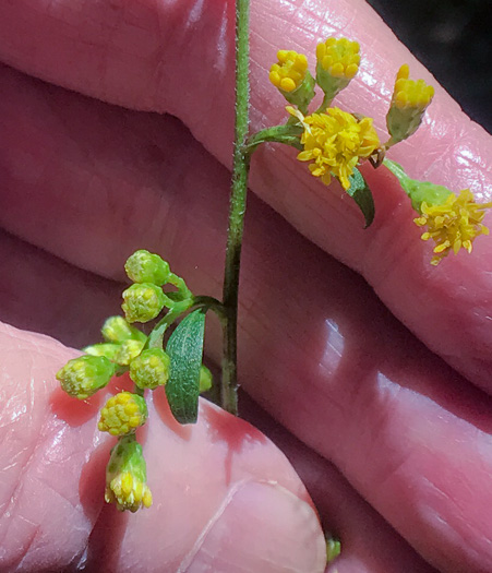 image of Solidago juncea, Early Goldenrod