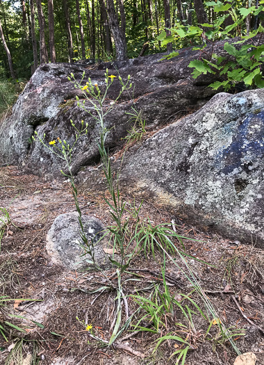 image of Pityopsis aspera var. adenolepis, Carolina Silkgrass, Pineland Silkgrass, Grassleaf Goldenaster