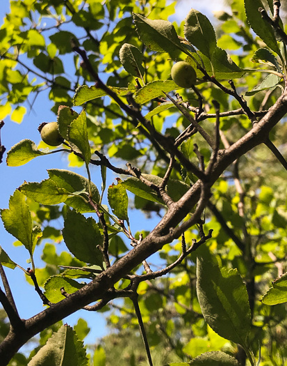 image of Crataegus aff. pinetorum, pineland hawthorn