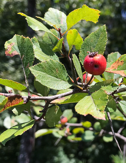 image of Crataegus aprica, Sunny Hawthorn