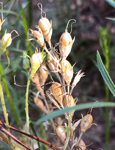 image of Ipomopsis rubra, Standing-cypress, Spanish-larkspur