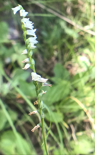 image of Spiranthes tuberosa, Little Ladies'-tresses, Little Pearl-twist