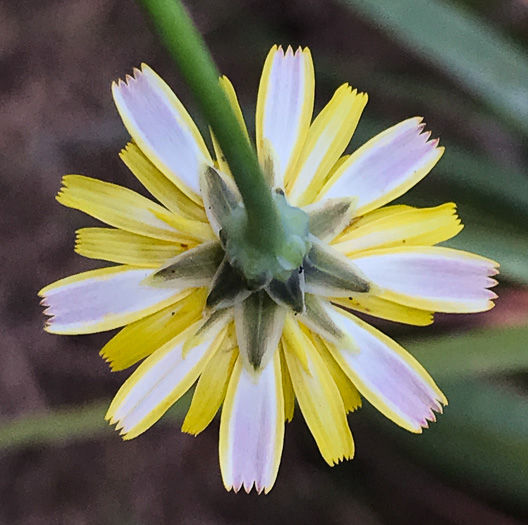 image of Hypochaeris radicata, Hairy Cat's-ear, Spotted Cat's-ear, Cat's Ear Dandelion