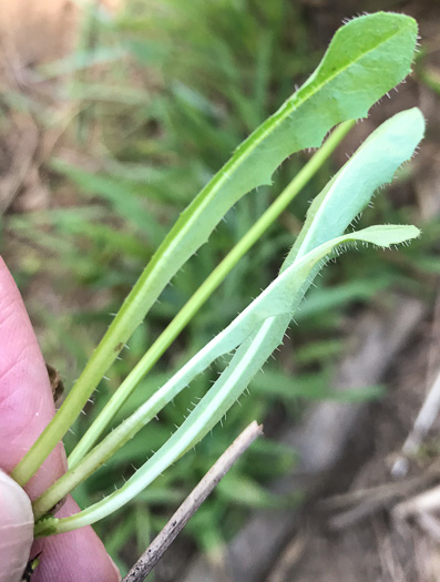 image of Hypochaeris radicata, Hairy Cat's-ear, Spotted Cat's-ear, Cat's Ear Dandelion