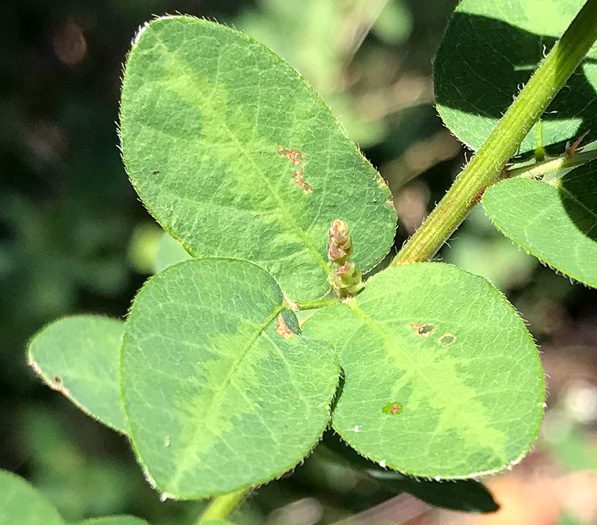 image of Desmodium ciliare, Hairy Small-leaf Tick-trefoil, Littleleaf Tick-trefoil