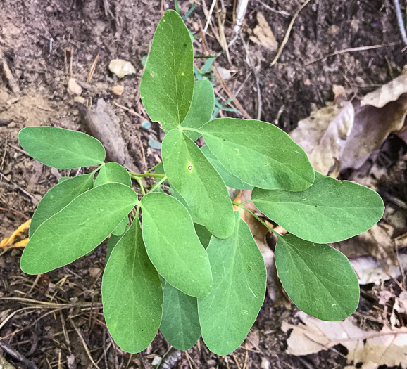 image of Taenidia integerrima, Yellow Pimpernel