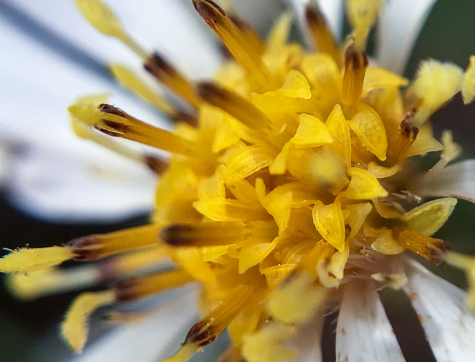 Eurybia macrophylla, Large-leaf Aster, Bigleaf Aster