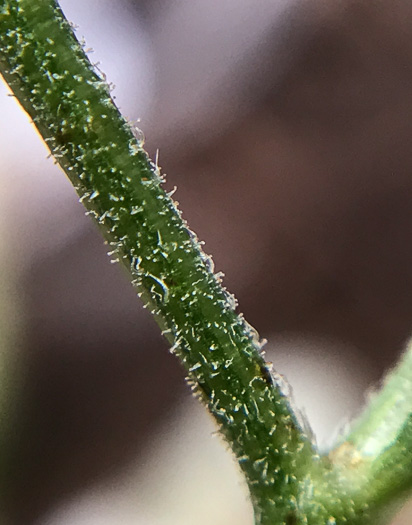 image of Eurybia macrophylla, Large-leaf Aster, Bigleaf Aster