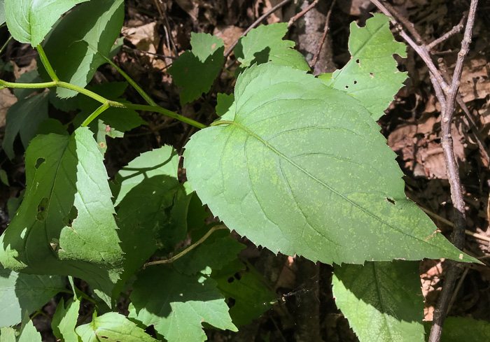 image of Eurybia macrophylla, Large-leaf Aster, Bigleaf Aster