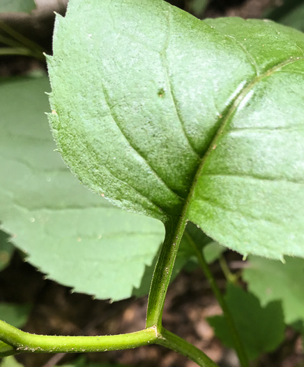 Eurybia macrophylla, Large-leaf Aster, Bigleaf Aster