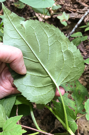 Eurybia macrophylla, Large-leaf Aster, Bigleaf Aster