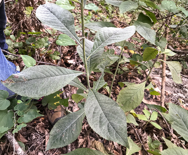 image of Vernonia glauca, Broadleaf Ironweed, Appalachian Ironweed, Tawny Ironweed