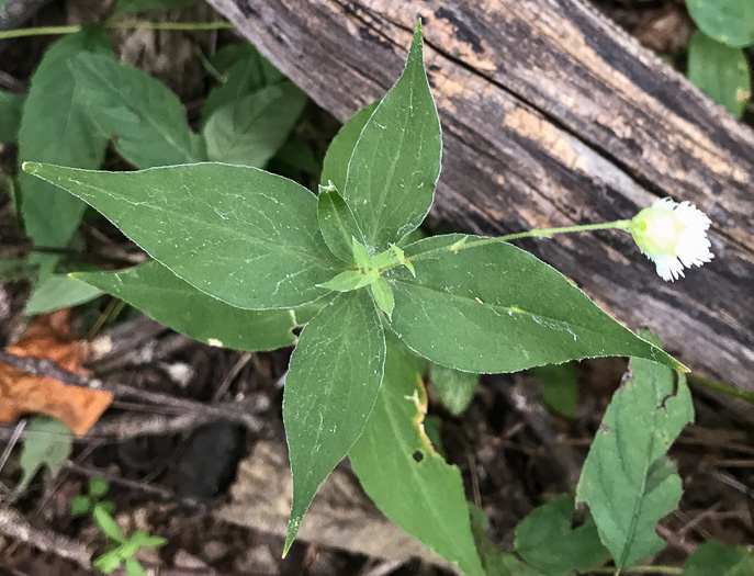 image of Silene stellata, Starry Campion, Widow's-frill