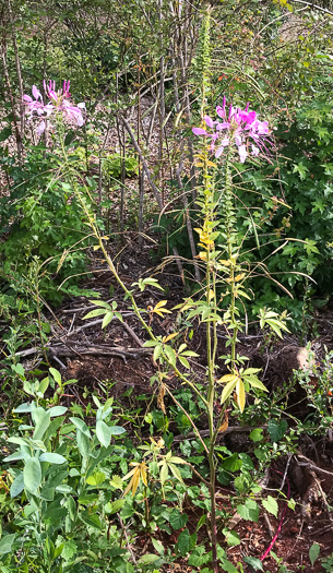 image of Tarenaya species 1, Cleome, Spiderflower, Pinkqueen