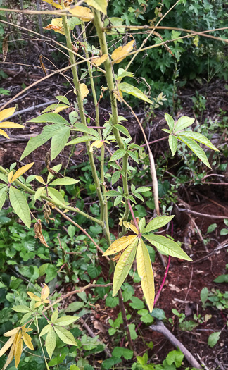 image of Tarenaya species 1, Cleome, Spiderflower, Pinkqueen