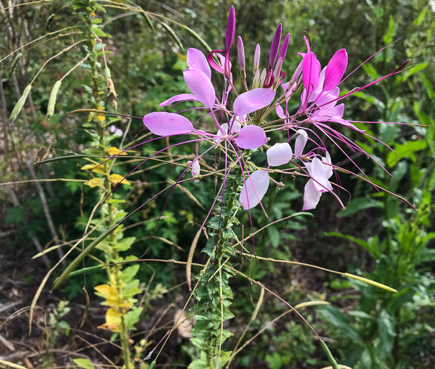 image of Tarenaya species 1, Cleome, Spiderflower, Pinkqueen