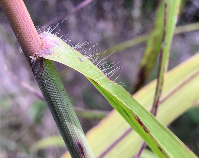 image of Erianthus alopecuroides, Silver Plumegrass