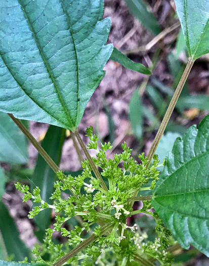 image of Pilea pumila, Greenfruit Clearweed, Richweed, Coolwort, Canadian Clearweed